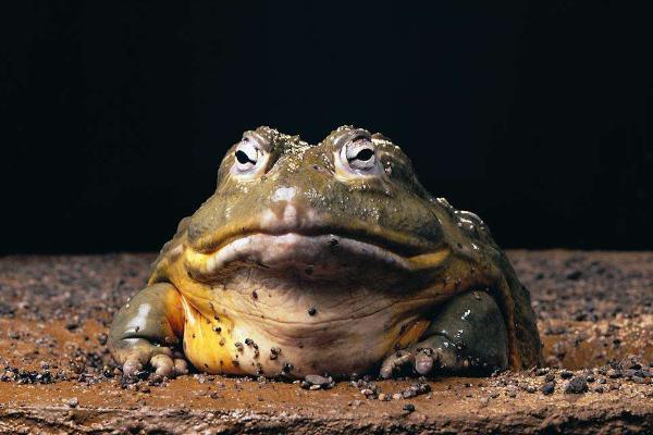 梦见蟾蜍是什么意思?