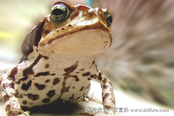 蟾蜍的寓意是什么？