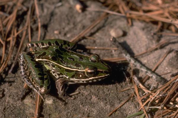 蟾蜍的寓意是什么？