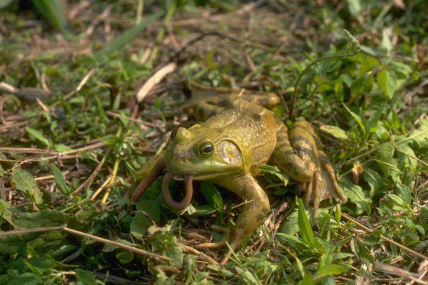 蟾蜍的寓意是什么？