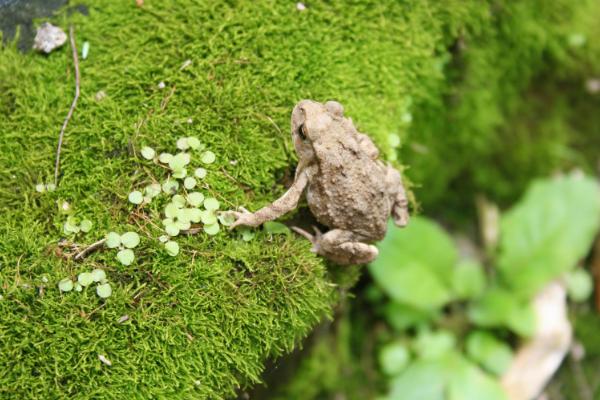 蟾蜍的寓意是什么？