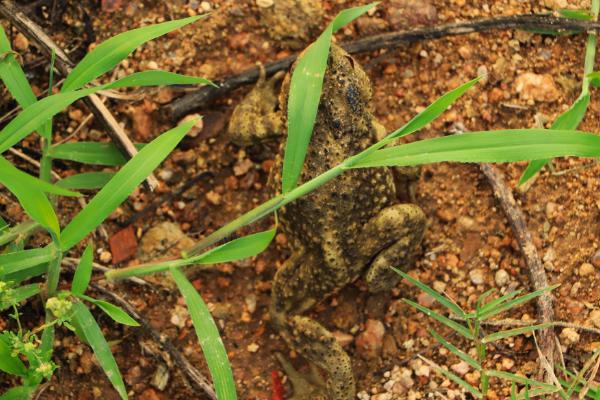 蟾蜍的寓意是什么？