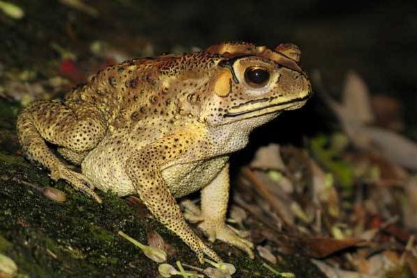 蟾蜍的寓意是什么？