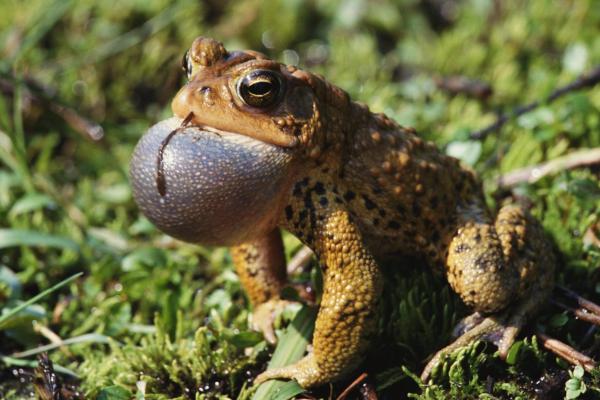 蟾蜍和癞蛤蟆的区别是什么？