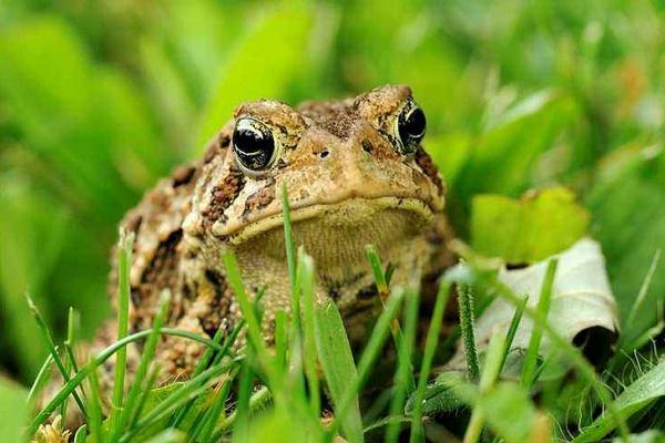 蟾蜍和癞蛤蟆的区别是什么？