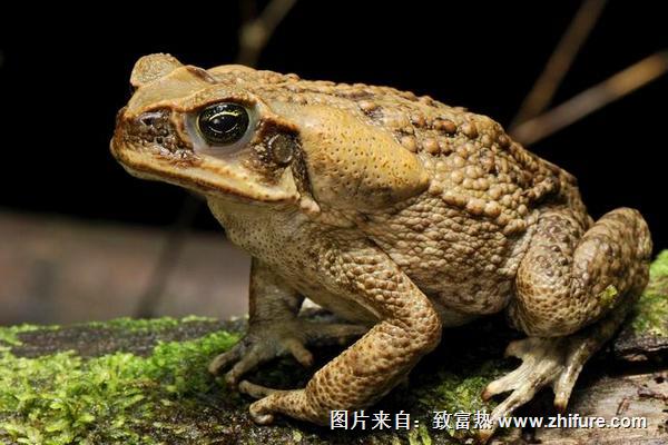 蟾蜍和青蛙的区别是什么?