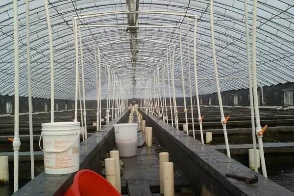 利用大棚养虾的新模式