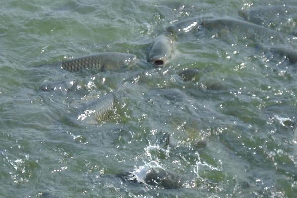 养一亩鲫鱼能赚多少钱?养鲫鱼的成本和利润