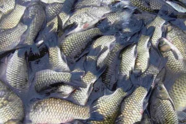 养一亩鲫鱼能赚多少钱?养鲫鱼的成本和利润