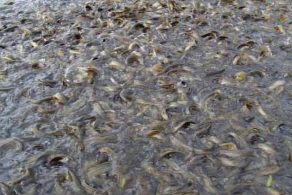 养一亩鲫鱼能赚多少钱?养鲫鱼的成本和利润