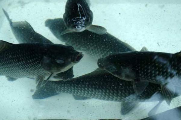 养一亩鲫鱼能赚多少钱?养鲫鱼的成本和利润