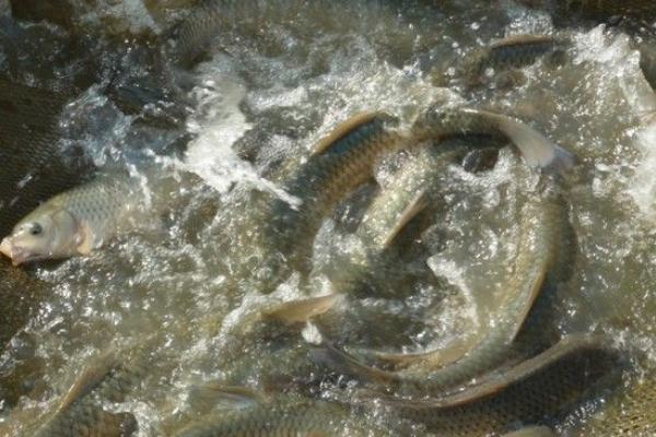 养一亩鲫鱼能赚多少钱?养鲫鱼的成本和利润