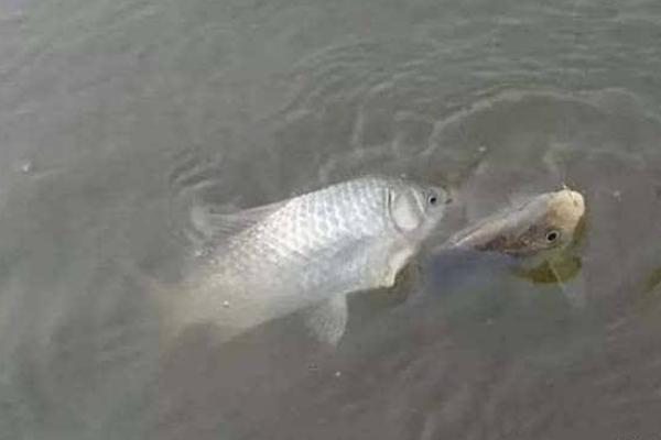 养一亩鲫鱼能赚多少钱?养鲫鱼的成本和利润