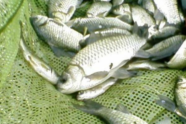 养一亩鲫鱼能赚多少钱?养鲫鱼的成本和利润