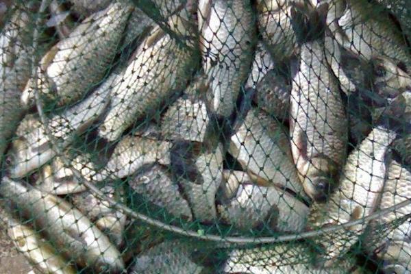 养一亩鲫鱼能赚多少钱?养鲫鱼的成本和利润