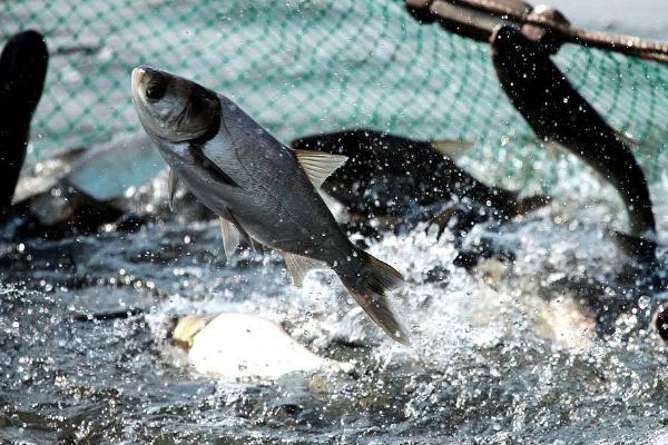 白鲢鱼怎么做好吃?