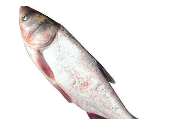 花鲢和白鲢的区别是什么?