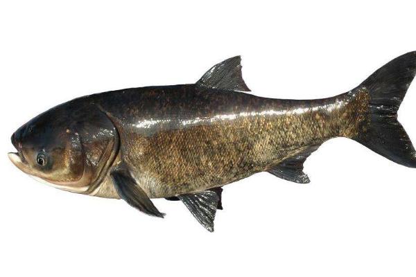 花鲢和白鲢的区别是什么?