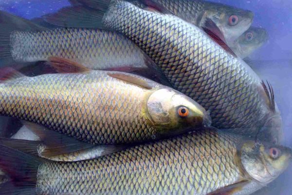 花鲢和白鲢的区别是什么?