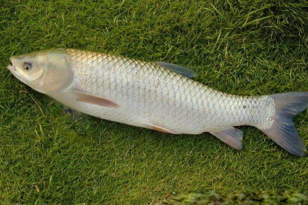 花鲢和白鲢的区别是什么?