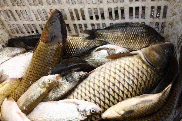 白鲢价格多少钱一斤?