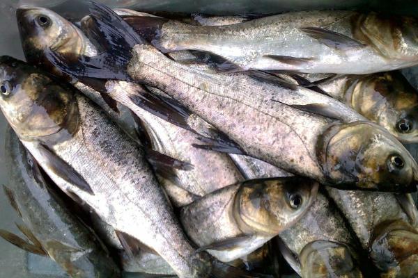 白鲢价格多少钱一斤?