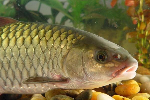 鲫鱼和鲤鱼的区别是什么?