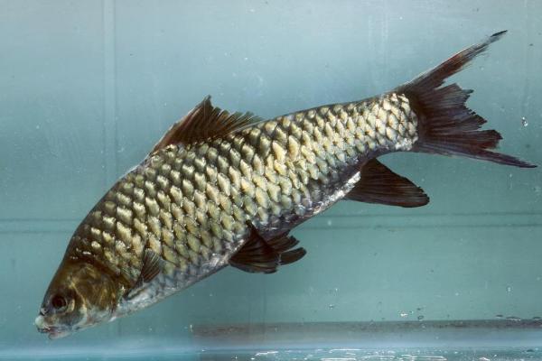 鲫鱼和鲤鱼的区别是什么?