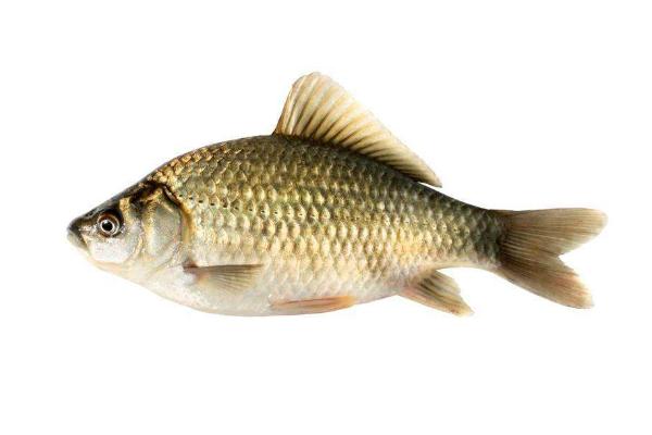 鲫鱼和鲤鱼的区别是什么?