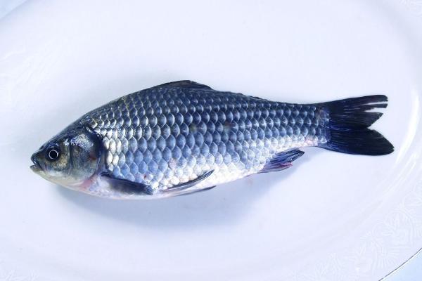 鲫鱼和鲤鱼的区别是什么?