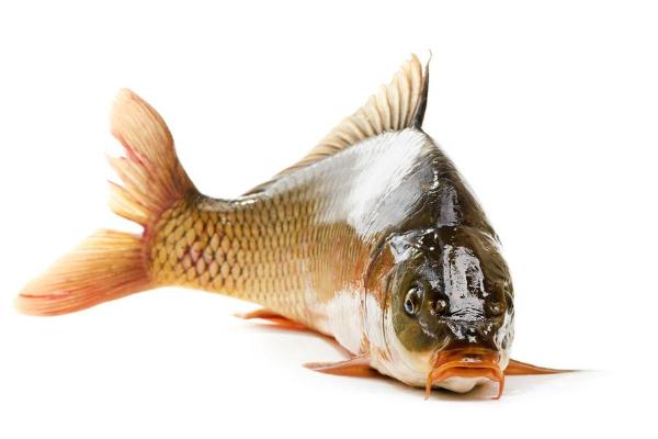 鲫鱼和鲤鱼的区别是什么?