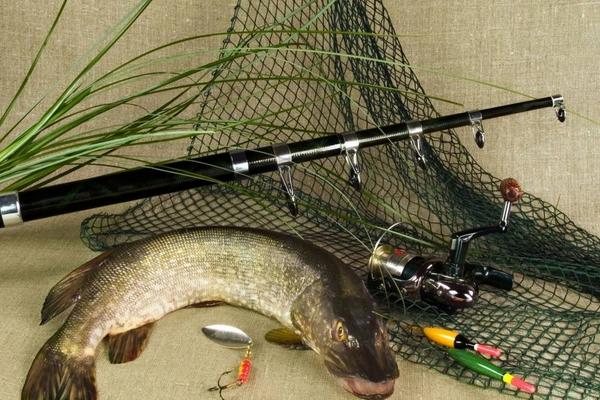 鲫鱼和鲤鱼的区别是什么?