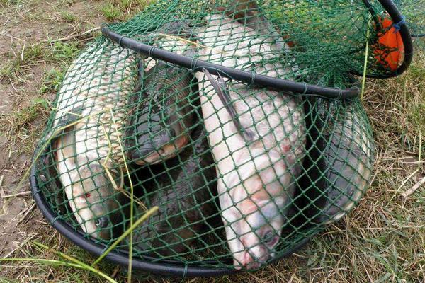 鲫鱼和鲤鱼的区别是什么?