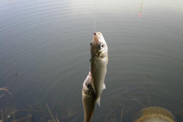 钓鲫鱼怎样调漂(图解)?