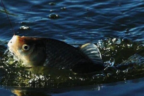 鲫鱼是发物吗？