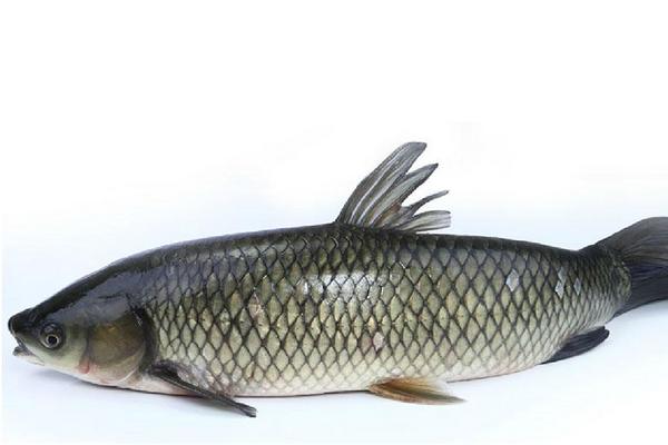 草鱼和鲤鱼的区别是什么?