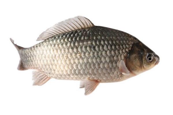 草鱼和鲤鱼的区别是什么?