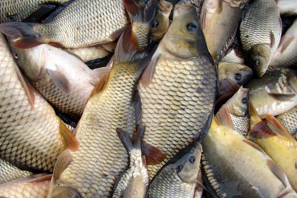 草鱼和鲤鱼的区别是什么?