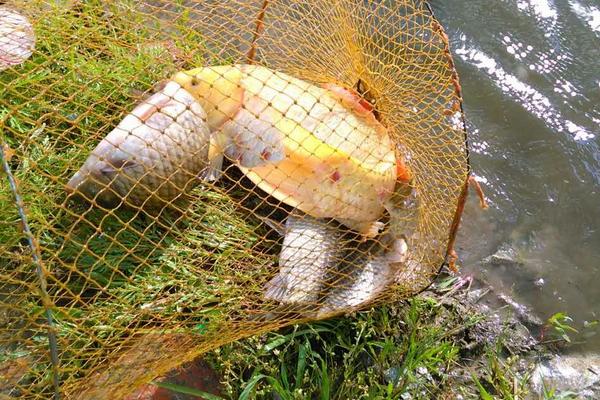 草鱼和鲤鱼的区别是什么?