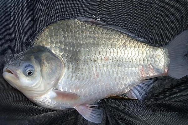 草鱼和鲤鱼的区别是什么?