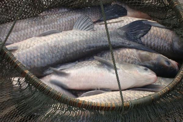 草鱼和鲤鱼哪个刺少?