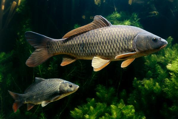 草鱼和鲤鱼哪个刺少?