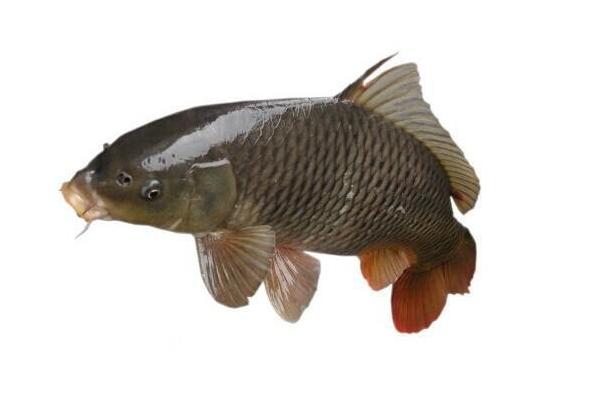 草鱼和鲤鱼哪个刺少?