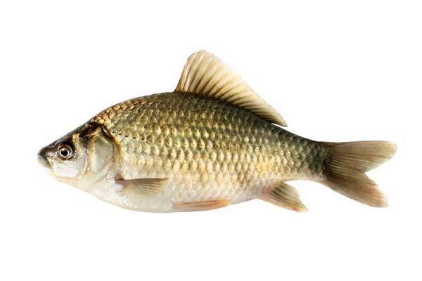 草鱼和鲤鱼的区别是什么?