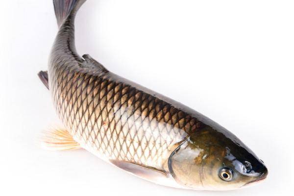 草鱼和鲤鱼的区别是什么?