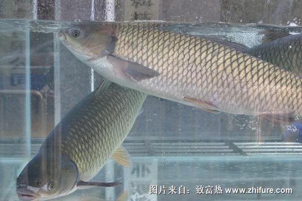 草鱼价格多少钱一斤?