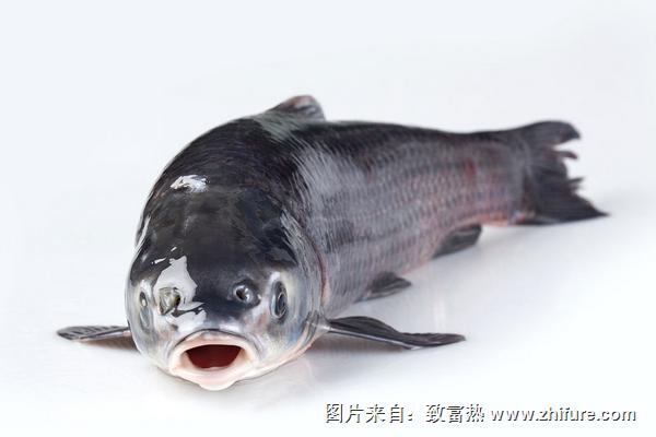 草鱼喜欢吃什么?