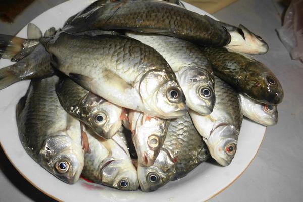 草鱼喜欢吃什么?