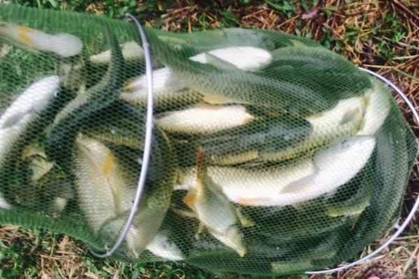 草鱼喜欢吃什么?