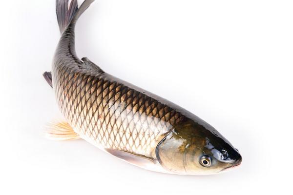 草鱼喜欢吃什么?